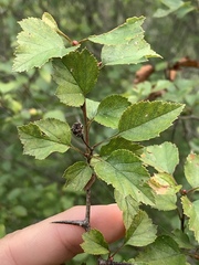 Crataegus margarettae