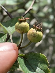 Crataegus margarettae