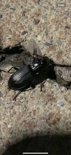 Common black ground beetle