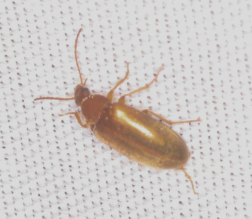 iNaturalist observation photo of Comb-clawed Darkling Beetles