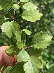 Crataegus margarettae