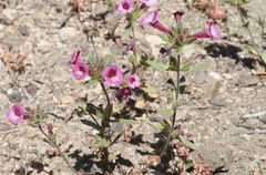 Diplacus constrictus