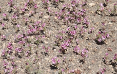 Diplacus constrictus