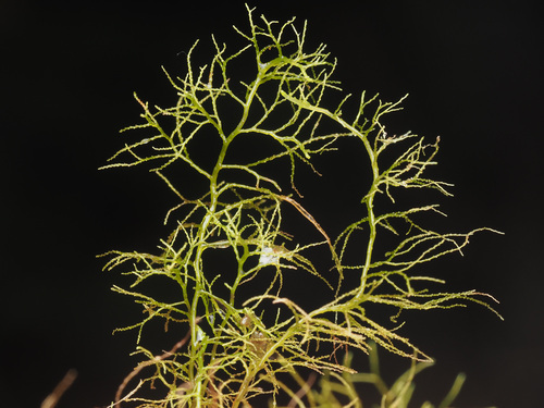 Lepidozia sandvicensis