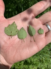 Crataegus margarettae