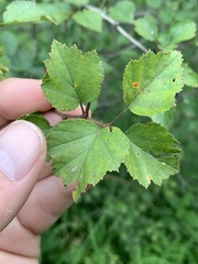 Crataegus margarettae