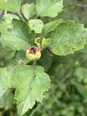 Crataegus margarettae