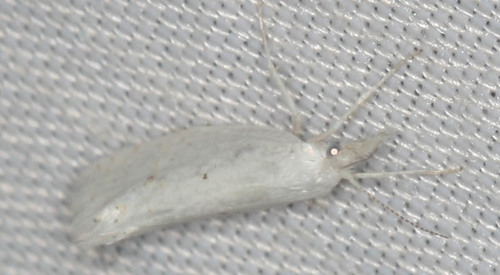 iNaturalist observation photo of Ypsolophinae