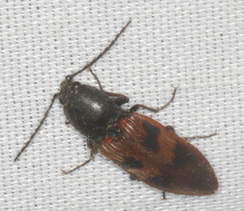 iNaturalist observation photo of Prosternini