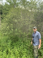 Crataegus margarettae