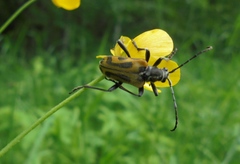 Brachyta interrogationis