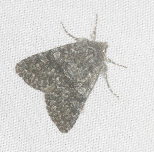 iNaturalist observation photo of Cutworm Moths and Allies
