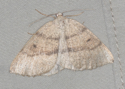 iNaturalist observation photo of Drepanulatrix