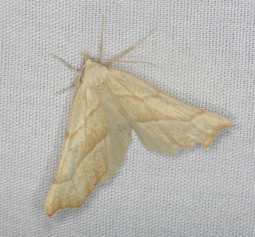 iNaturalist observation photo of Butterflies and Moths