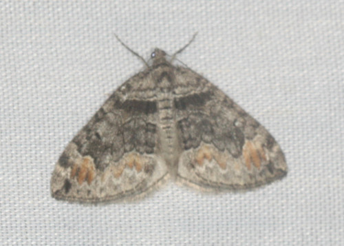 iNaturalist observation photo of Dysstroma