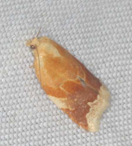 iNaturalist observation photo of Archipini