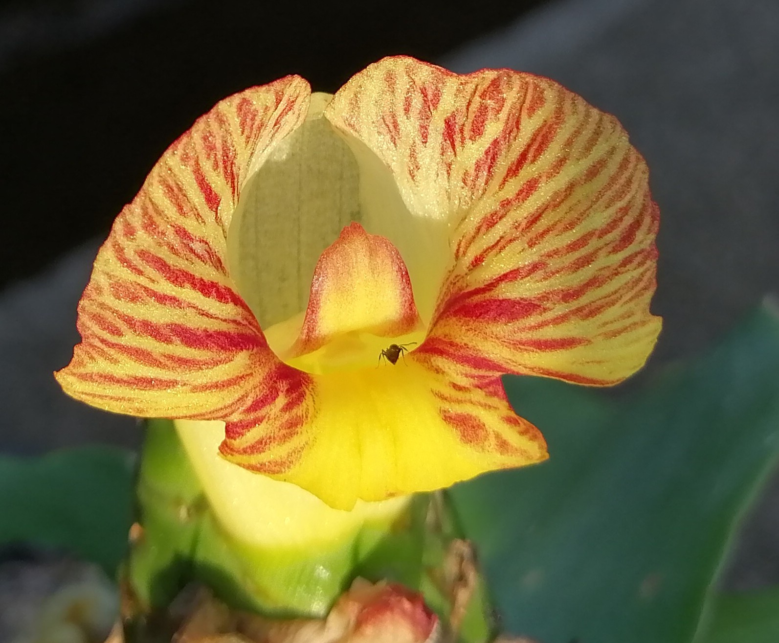 Costaceae