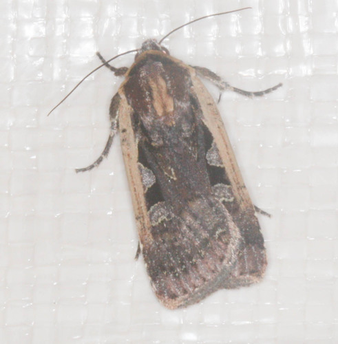 iNaturalist observation photo of Noctuini