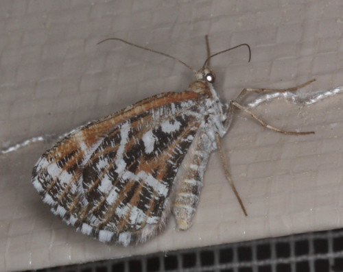 iNaturalist observation photo of Stamnodes marmorata