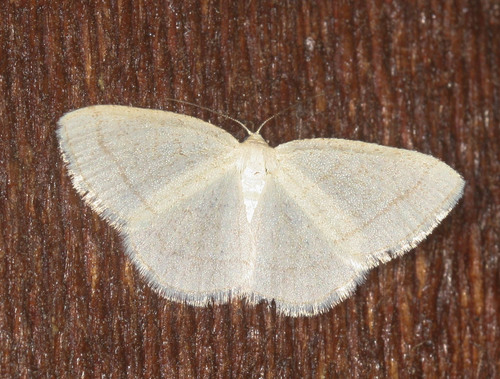 iNaturalist observation photo of Geometer Moths