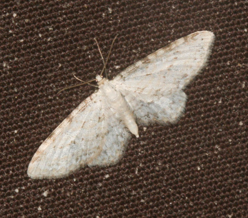 iNaturalist observation photo of Geometer Moths
