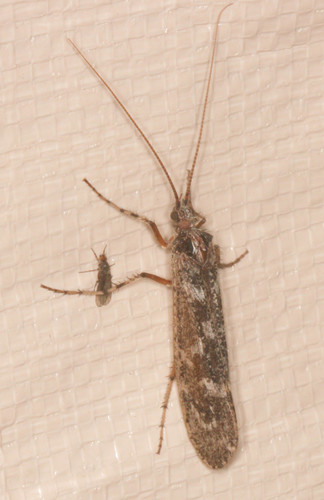 iNaturalist observation photo of Lenarchus