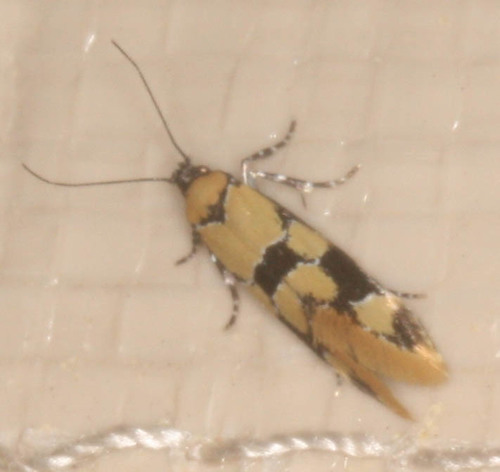 iNaturalist observation photo of Decantha stonda