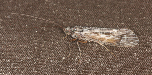 iNaturalist observation photo of Lenarchus