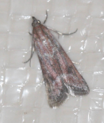 iNaturalist observation photo of Knot-horn Moths