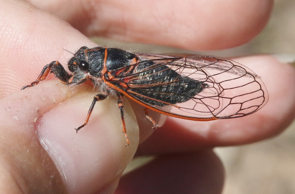 Platypedia rufipes