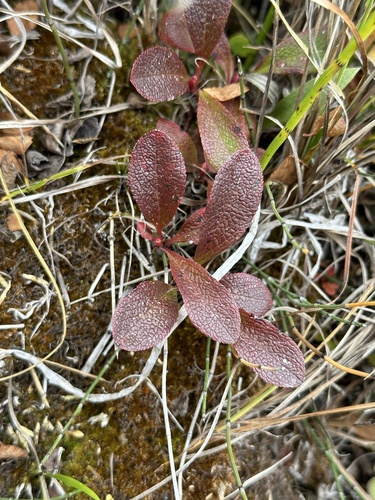 Image of Arctous rubra by no rights reserved