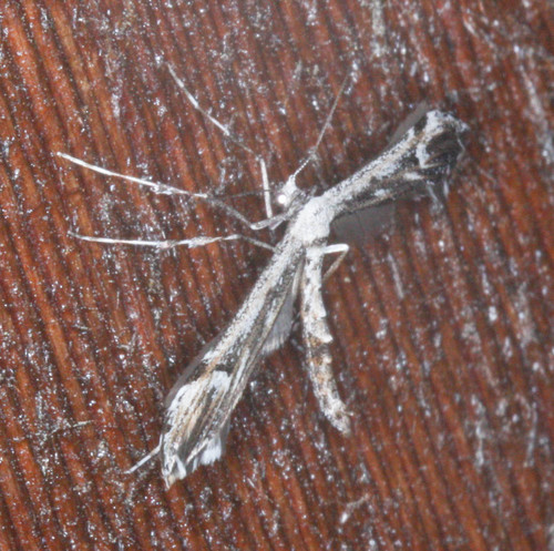 iNaturalist observation photo of Plume Moths