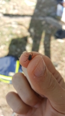 Hyalomma