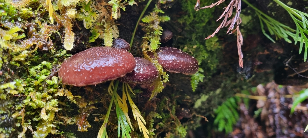New Zealand shiitake from Southland 9818, New Zealand on September 20 ...