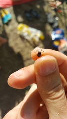 Hyalomma
