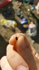 Hyalomma