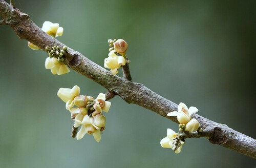 Dysoxylum oppositifolium observed 2024-09-20