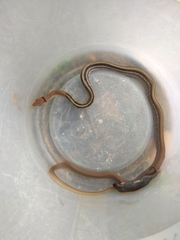 Coelognathus radiatus
