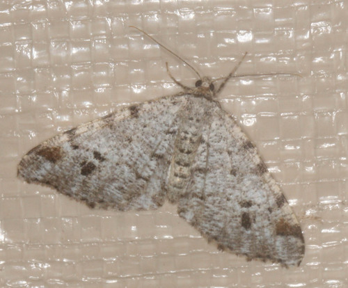 iNaturalist observation photo of Butterflies and Moths
