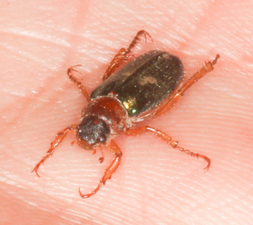 iNaturalist observation photo of Dichelonyx