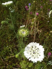 Artedia squamata