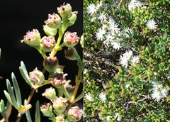 Ruschia multiflora
