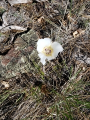 Calochortus ambiguus