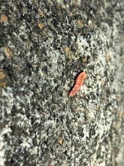 Microphotus angustus