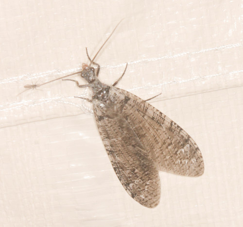 iNaturalist observation photo of Fishflies