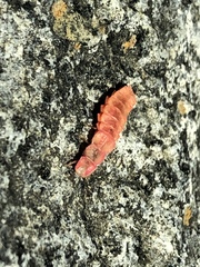 Microphotus angustus