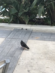 Columba livia domestica