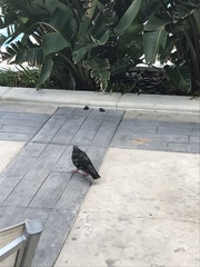 Columba livia domestica