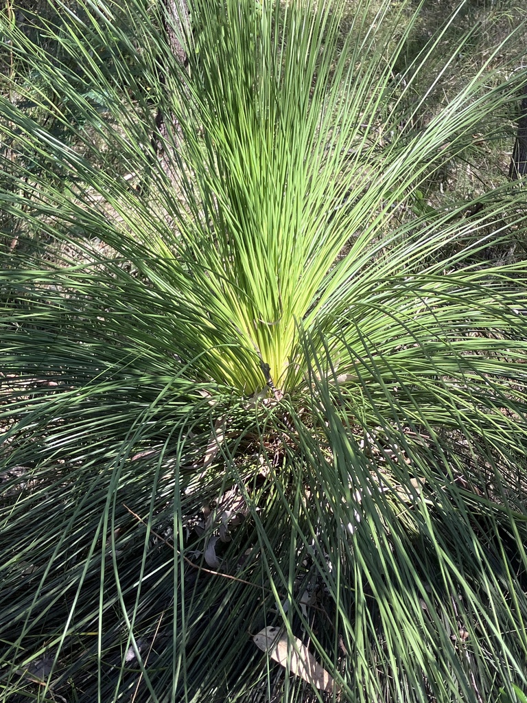Xanthorrhoea media R.Br. 2