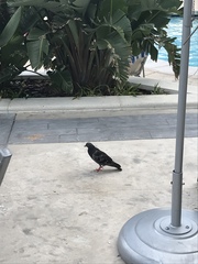 Columba livia domestica